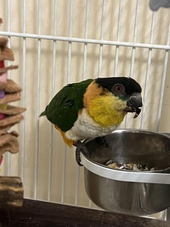 Image 3 of Semi - tame black headed caique for sale