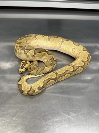 Image 8 of Stunning High End Snakes For Sale