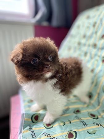 Image 10 of Ready Now Beautiful Pom shih pups 1 female 1 male