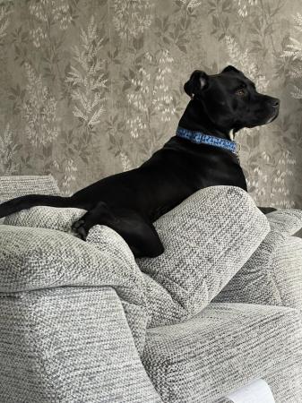 Image 1 of 2 year old Staffie for sale!