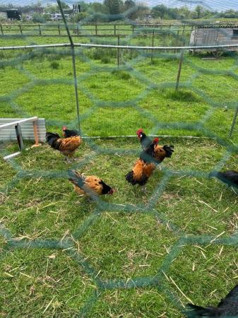 Image 1 of Volwerk  rare breed chickens chicks for sale