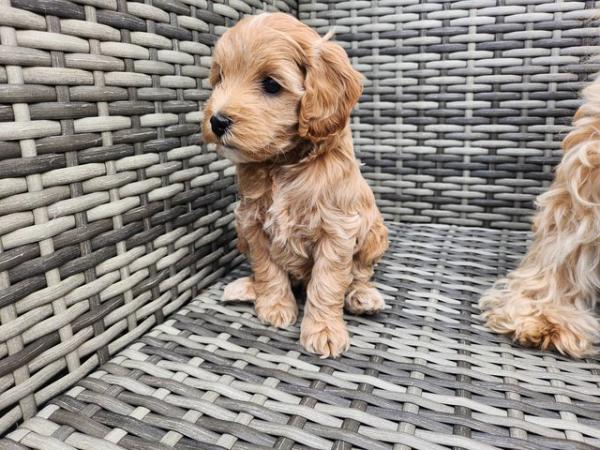 Image 15 of GORGEOUS COCKAPOO PUPPIES FOR SALE