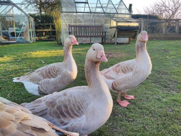 Image 6 of Brecon buff geese for sale