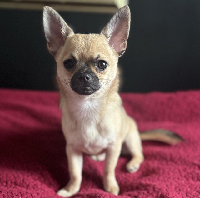 Preview of the first image of Chihuahua Female Puppy 5 Months.