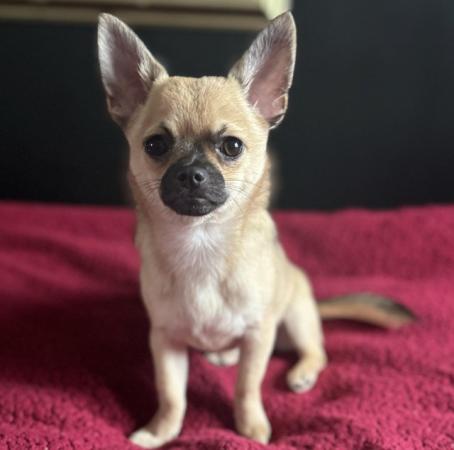 Image 1 of Chihuahua Female Puppy 5 Months