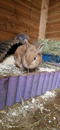 Image 4 of Liondwarf doe rabbit for sale