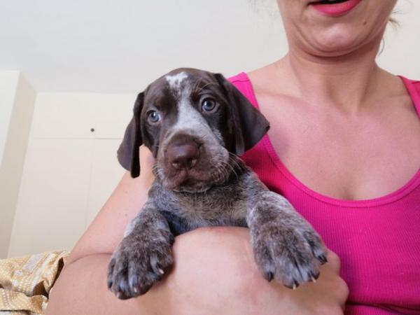 Image 2 of Pure Bred German Shorthaired Pointer puppies