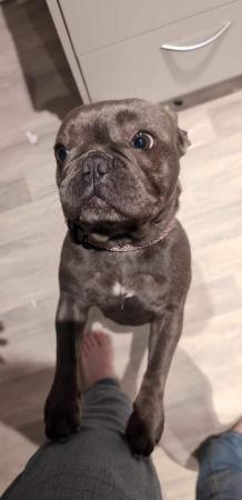 Image 2 of Roughly 30 month Old French Bulldog