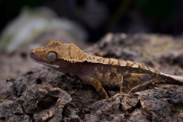 Image 3 of Excellent CB23 Young Crested Gecko with Tikis Geckos lineage
