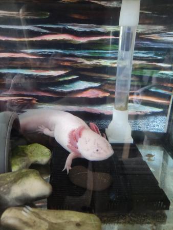 Image 2 of Axolotl albino with full set up
