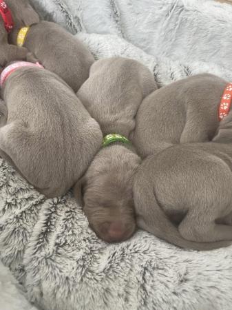 Image 7 of 6 beautiful Weimaraner puppies