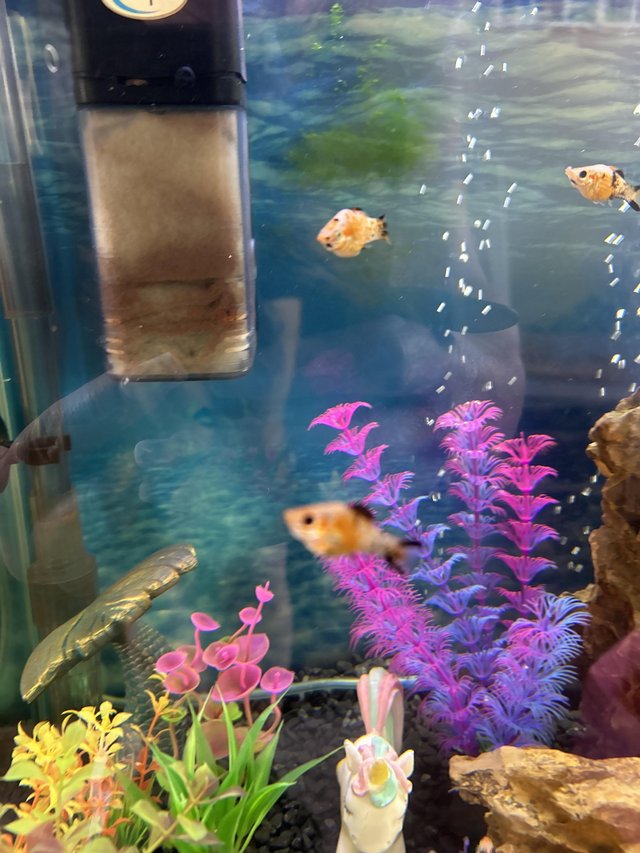 Tropical Baby Molly fish — photo 3 of 4