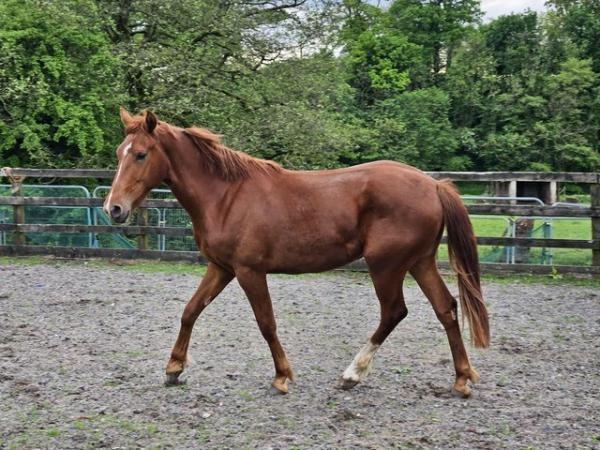 Image 1 of Kevin ID x Welsh D gelding
