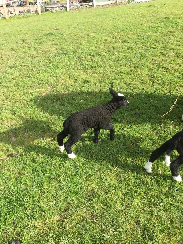 Preview of the first image of Zwartble pet lamb for sale.