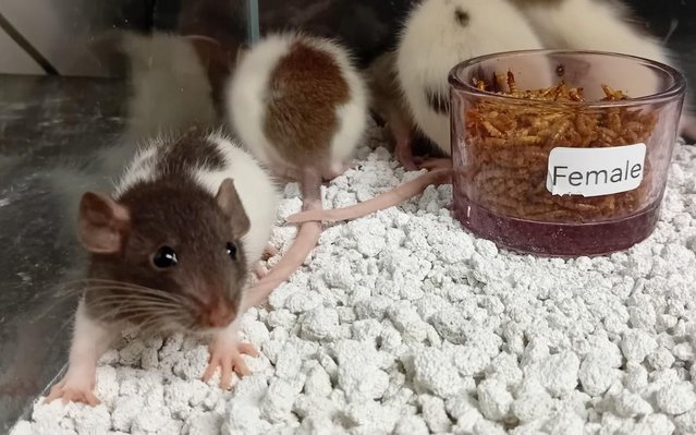 Image 28 of Baby Dumbo and Straight eared Rats