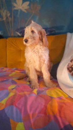 Image 8 of SOLD OUT quality red girls goldendoodle x irishdoodle