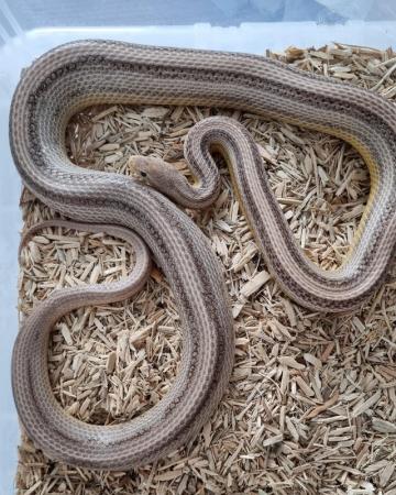 Image 4 of Adult corn snakes (3 available)