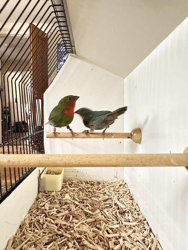 Preview of the first image of Pair of 2024 Bred Parrot Finches.
