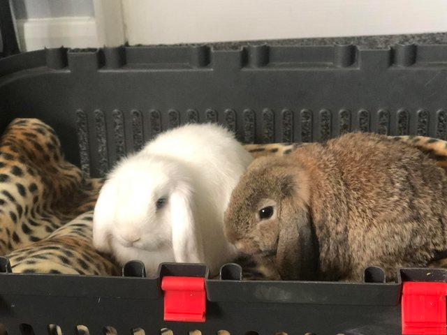 Preview of the first image of 2x 4 year old mini lop rabbits.