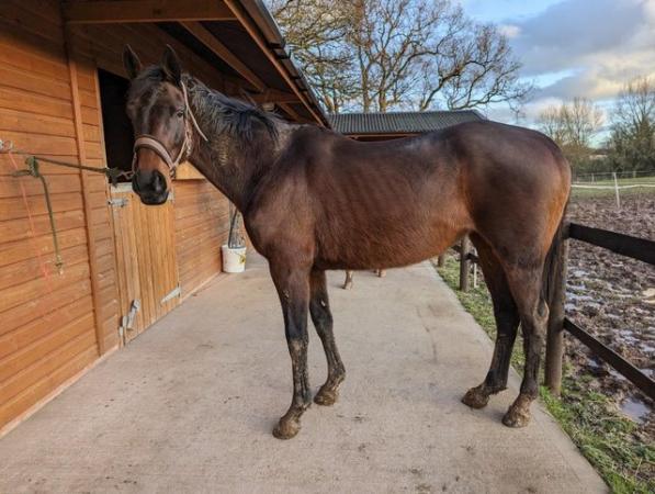 Image 2 of 15.2hh unraced 7 year old TB bay mare