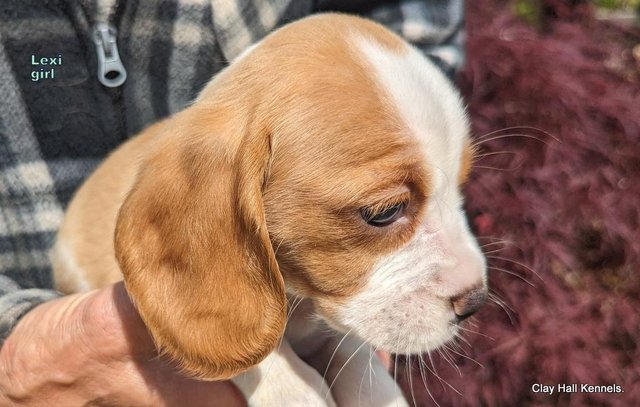 Image 26 of Quality, F1, Beaglier puppies, ready soon.