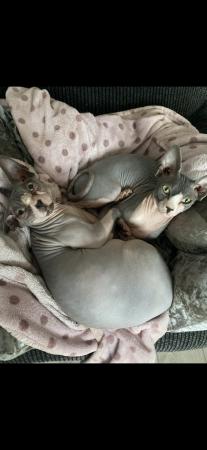 Image 4 of Sphynx Cats Bonded Boys.
