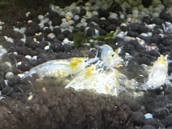 Image 5 of Neocardia shrimp of many colours for sale