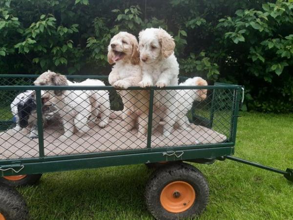 Image 20 of COCKAPOO PUPPIES TOP QUALITY.