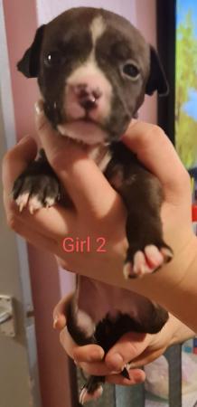 English Bulldog puppies for sale in Wellingborough, Northamptonshire – 1 year old - Image 11 of 15