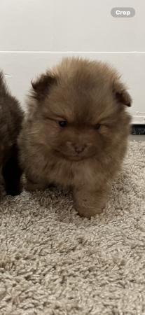Image 3 of Chocolate & sable Pomeranian puppies
