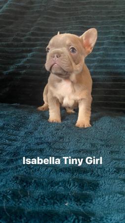 Image 3 of Isabella tan pied blanket fawn new shade french bulldog gir