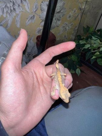 Image 6 of 4x baby HarleyQuinn crested geckos that need new homes