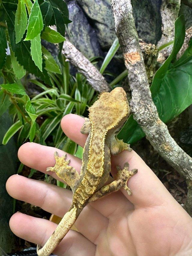 Preview of the first image of Crested Gecko Morphs at Riverview Reptiles.