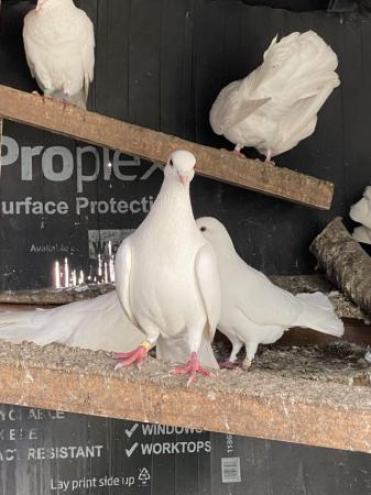 Image 2 of doves, white fantail doves