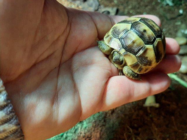 Preview of the first image of Baby Spur Thigh Tortoises for sale.