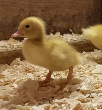 Preview of the first image of Day old female ducklings.