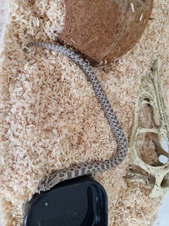Image 1 of 6 month old western hognose snake for sale.