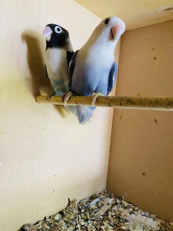 Image 3 of Love birds - Breeding pairs