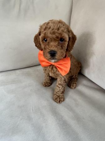 Image 4 of Stunning fox red f1b cockapoo puppies health tested parents