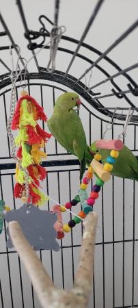 Image 2 of 12 months old male and female indian ring parrots