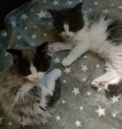Image 11 of GCCF&TICA Registered Pedigree Maine Coon Kittens