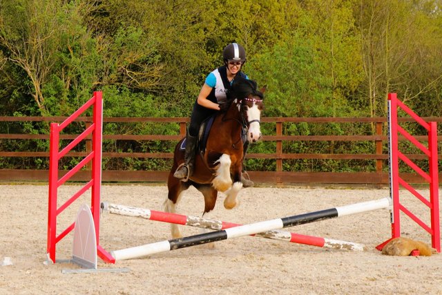 Image 1 of Beautiful 13hh 5 year old mare for sale