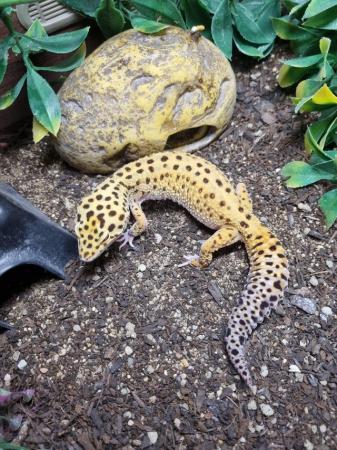 Image 5 of Stunning Bright Leopard Gecko