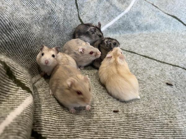 Image 4 of Baby Russian Dwarf hamsters for sale