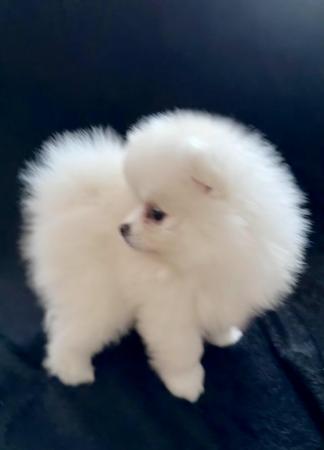 Image 3 of Just one girl left! Amazing quality white Pomeranian