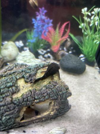 Image 1 of Fish for fish tank, Bristlenose catfishes