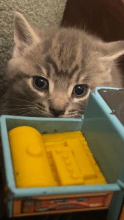 Image 2 of 9 week old male grey tabby kitten looking for his home