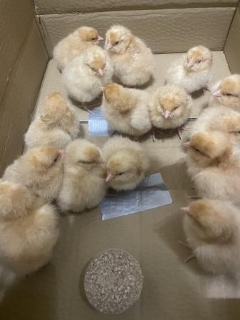 Image 1 of 3-8week Buff Orpington chicks for sale