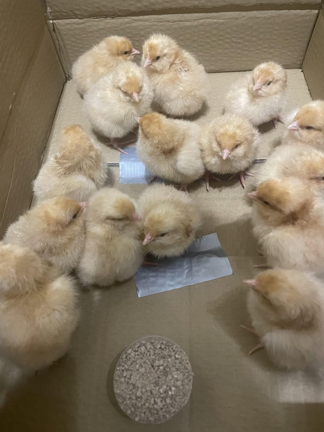Preview of the first image of Buff Orpington chicks for sale.