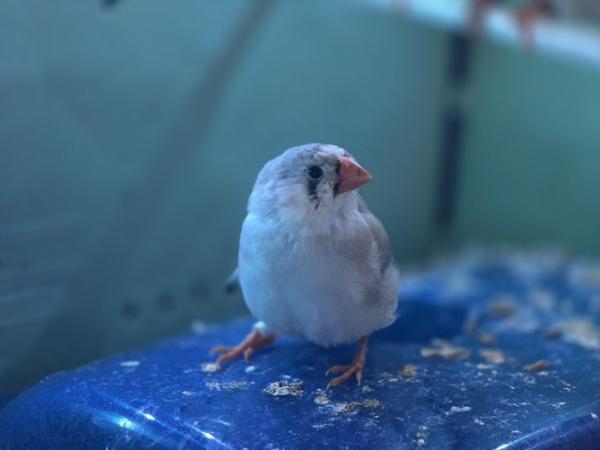Image 3 of Young Zebra finches for sale